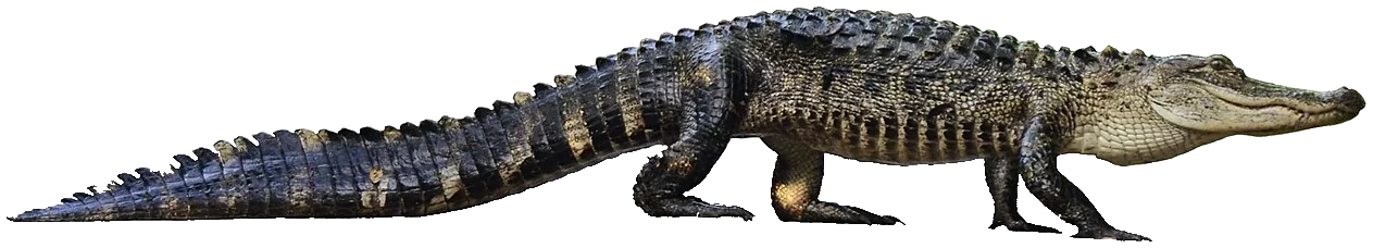 Alligator mississippiensis