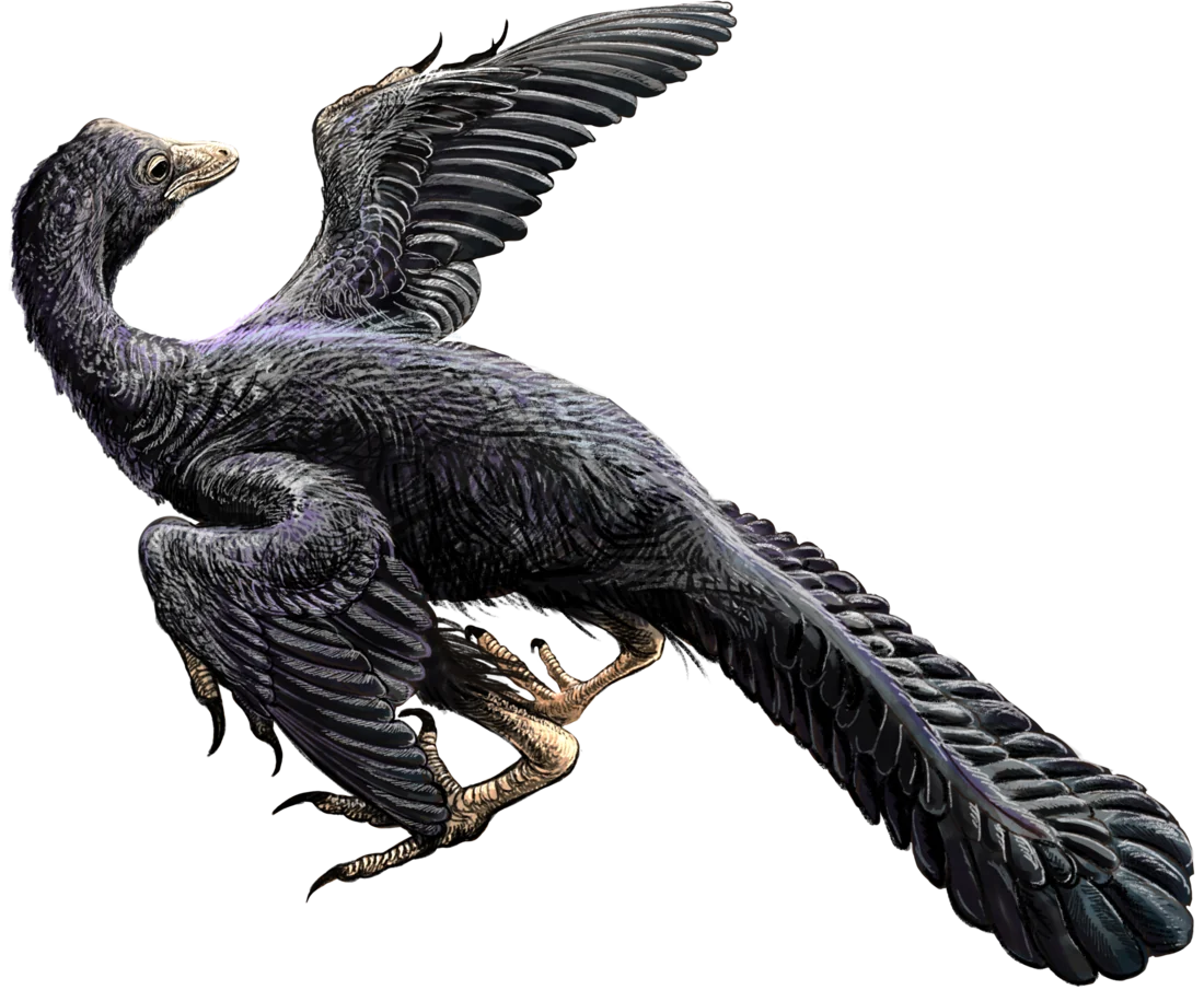 Archaeopteryx lithographica