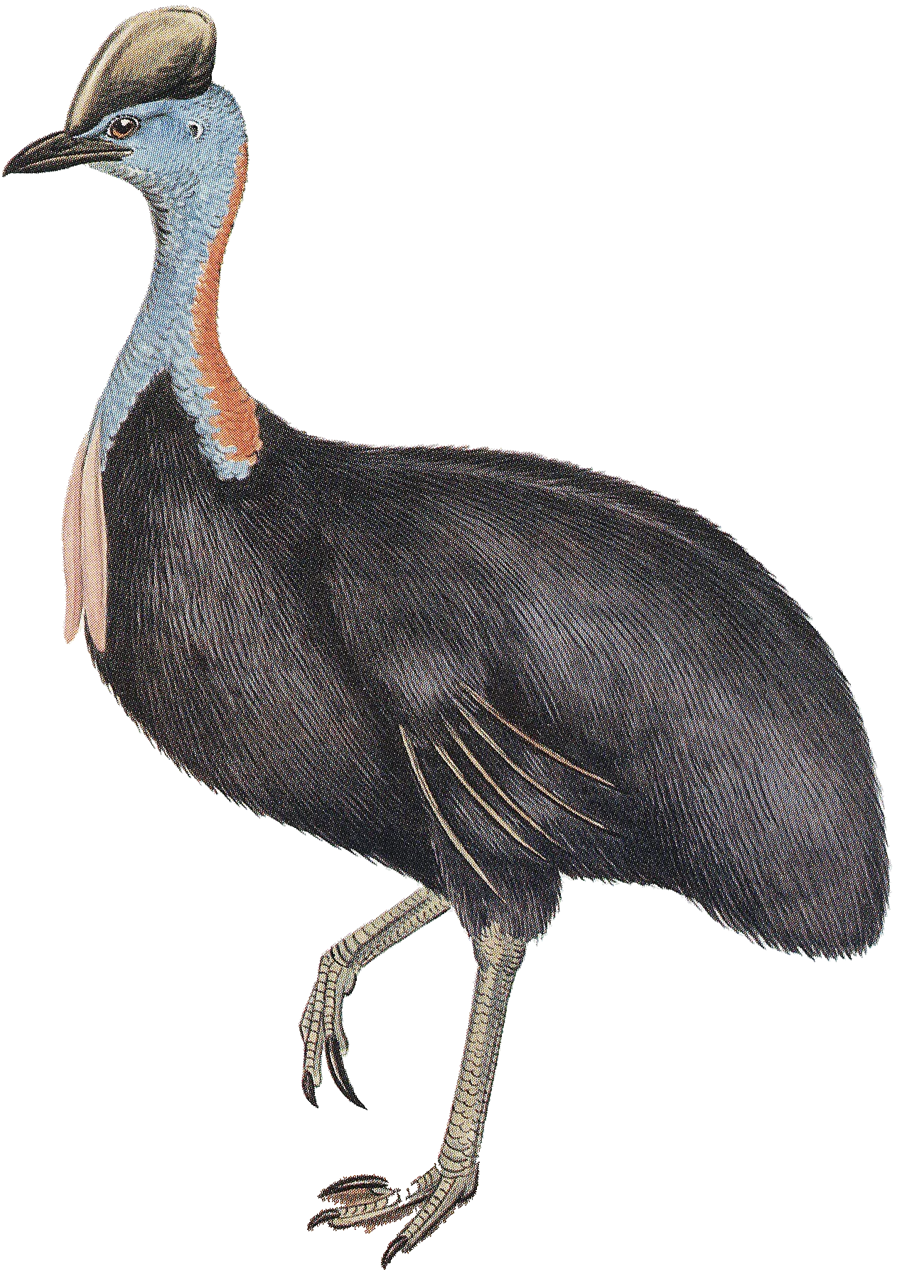 Casuarius casuarius