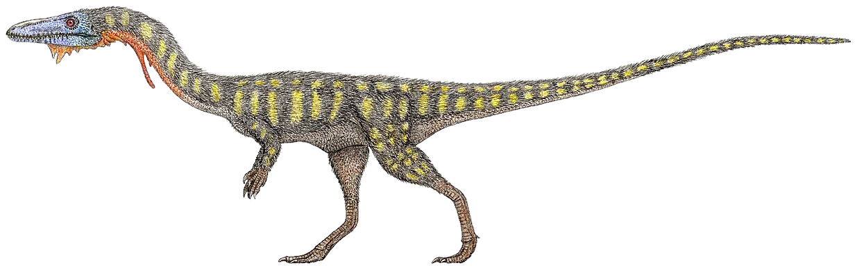 Coelophysis bauri