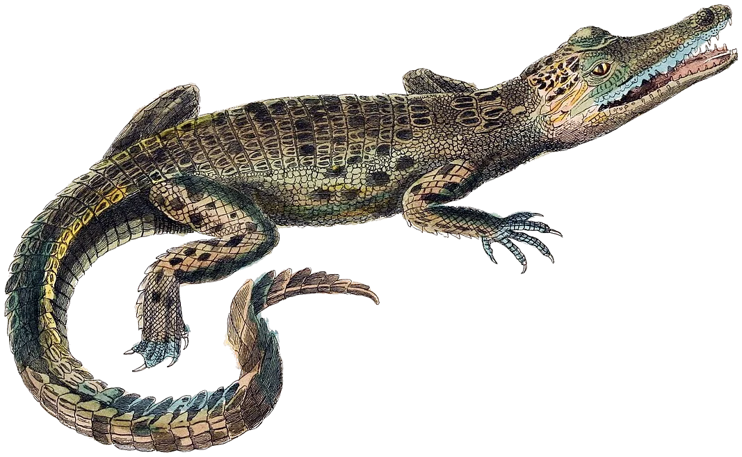 Crocodylus porosus