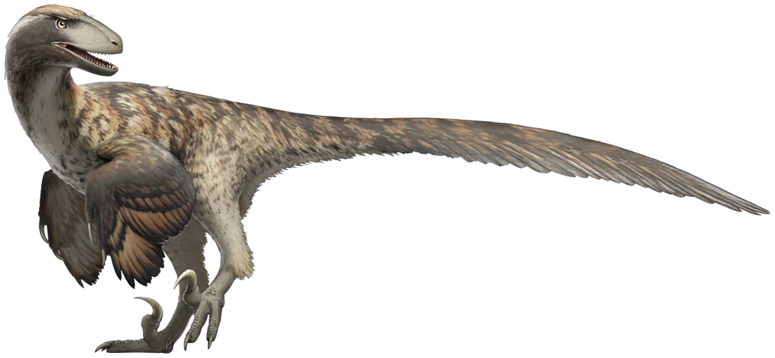 Deinonychus antirrhopus