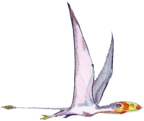 Dimorphodon macronyx
