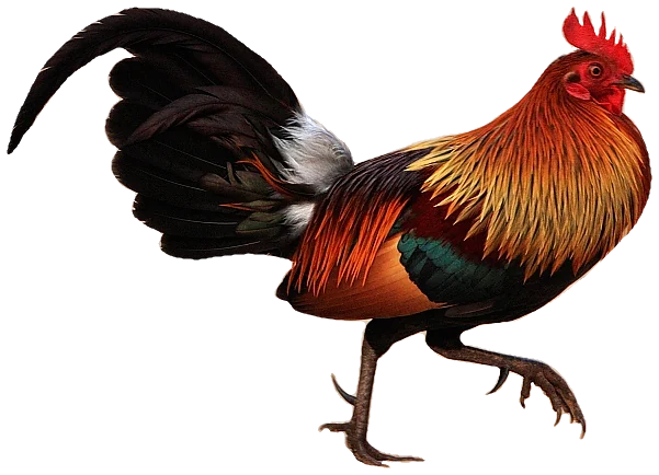 Gallus gallus