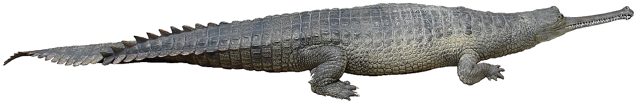 Gavialis gangeticus