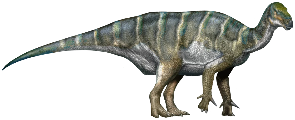 Iguanodon bernissartensis
