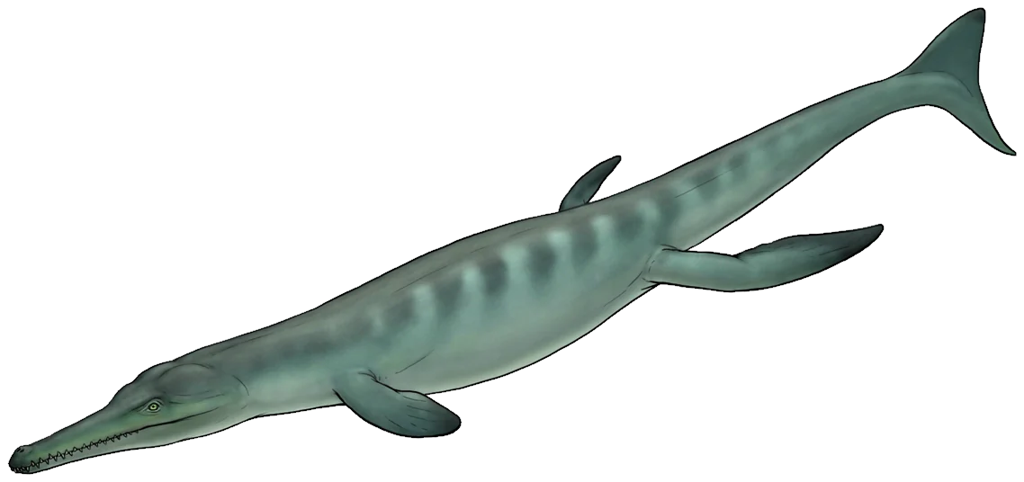Metriorhynchus brevirostris