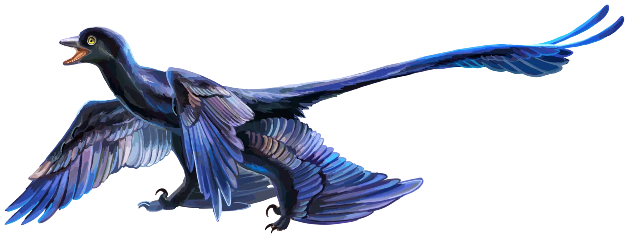 Microraptor zhaoianus