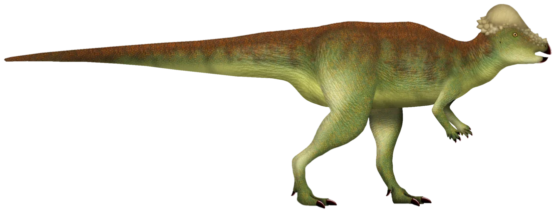 Pachycephalosaurus wyomingensis