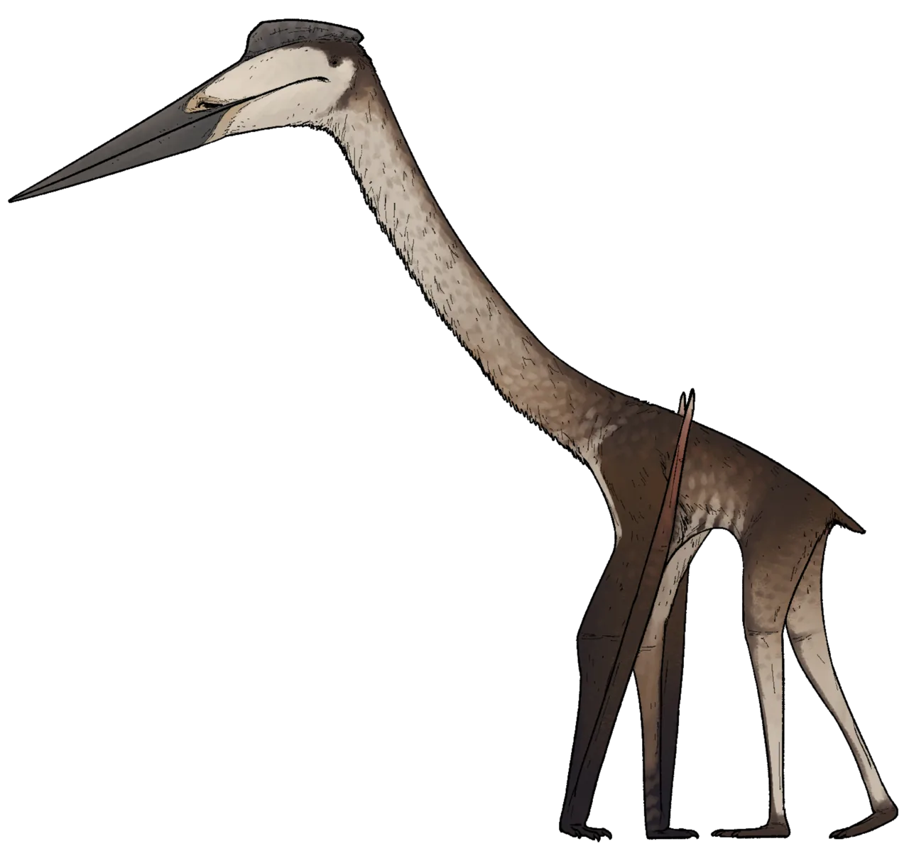 Quetzalcoatlus northropi