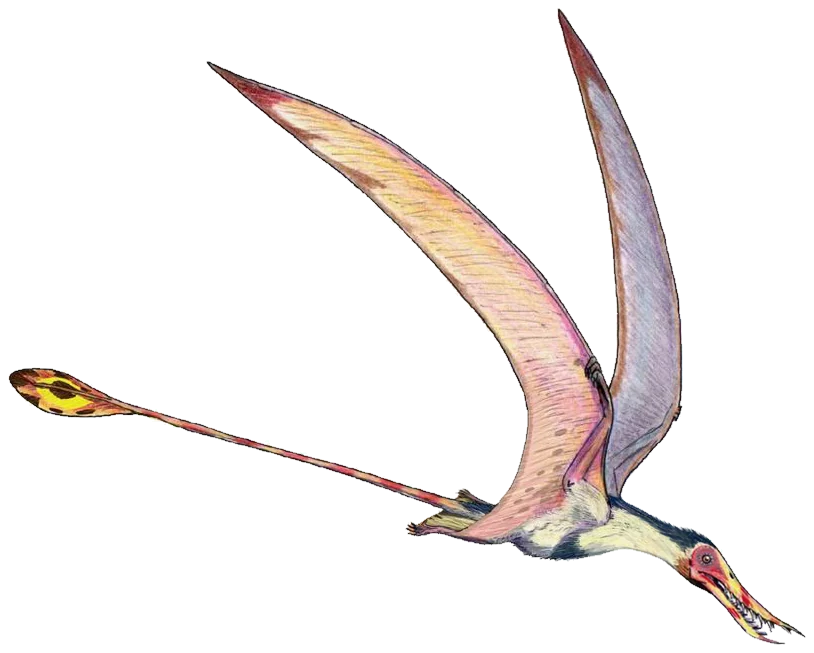 Rhamphorhynchus muensteri
