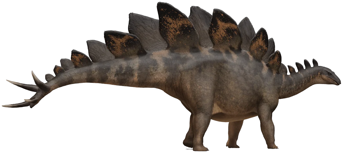 Stegosaurus stenops