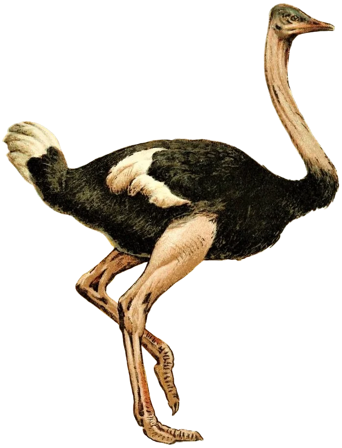 Struthio camelus