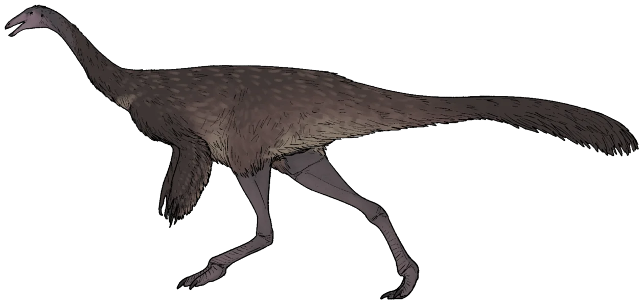 Struthiomimus altus